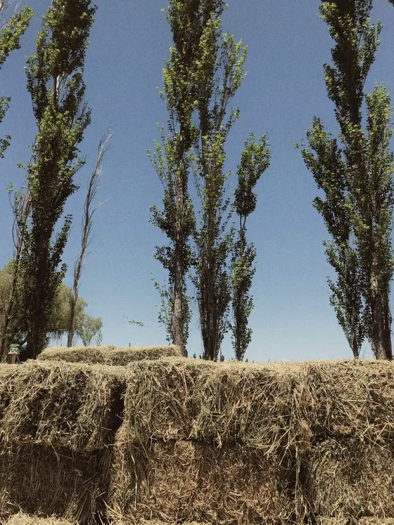 Poplars and hay bales on the family farm in Argentina